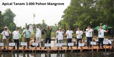 Apical Tanam 3.000 Pohon Mangrove Peringati Hari Mangrove Sedunia dan Perlindungan Ekosistem